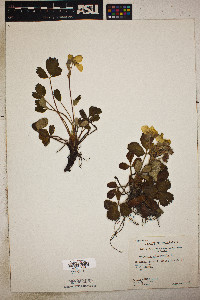 Fragaria chiloensis image