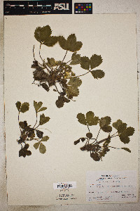 Fragaria x ananassa subsp. cuneifolia image