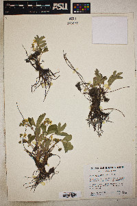 Fragaria virginiana subsp. glauca image