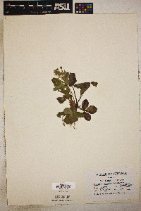 Fragaria virginiana var. virginiana image