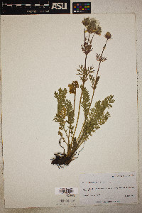 Geum triflorum image