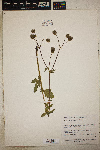 Geum macrophyllum image