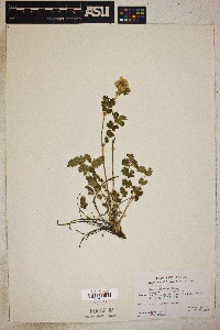 Geum aleppicum image