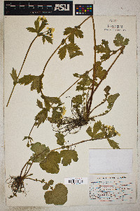 Geum macrophyllum image