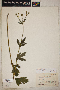 Geum macrophyllum image