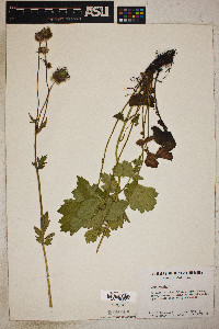 Geum rivale image