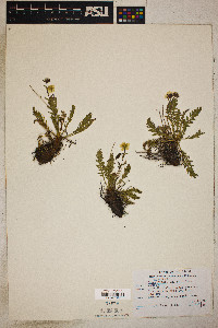 Geum rossii image