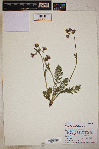 Geum triflorum image