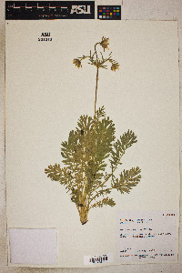 Geum triflorum image