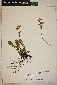 Geum triflorum image