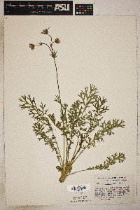 Geum triflorum image