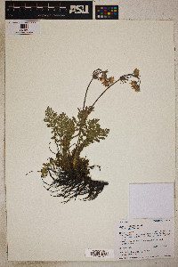 Geum triflorum image