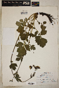 Geum vernum image