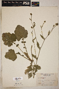 Geum virginianum image