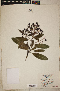 Heteromeles arbutifolia image