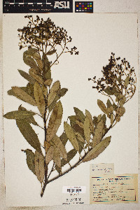 Heteromeles arbutifolia image