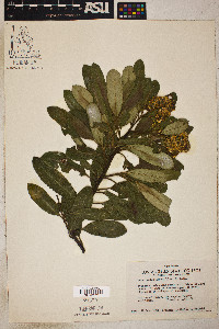 Heteromeles arbutifolia image