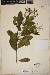 Heteromeles arbutifolia image