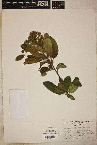 Heteromeles arbutifolia image