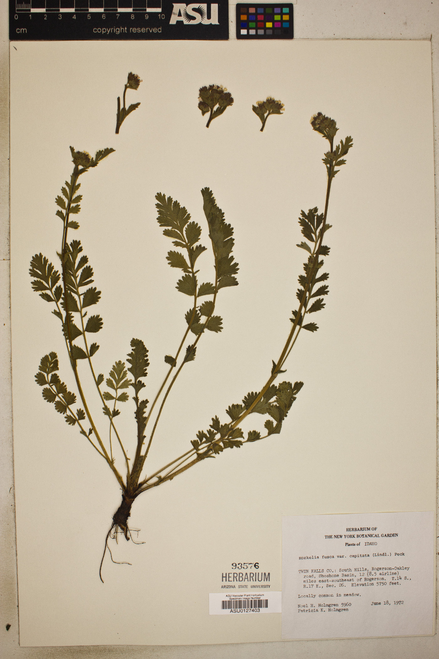 Horkelia fusca var. capitata image