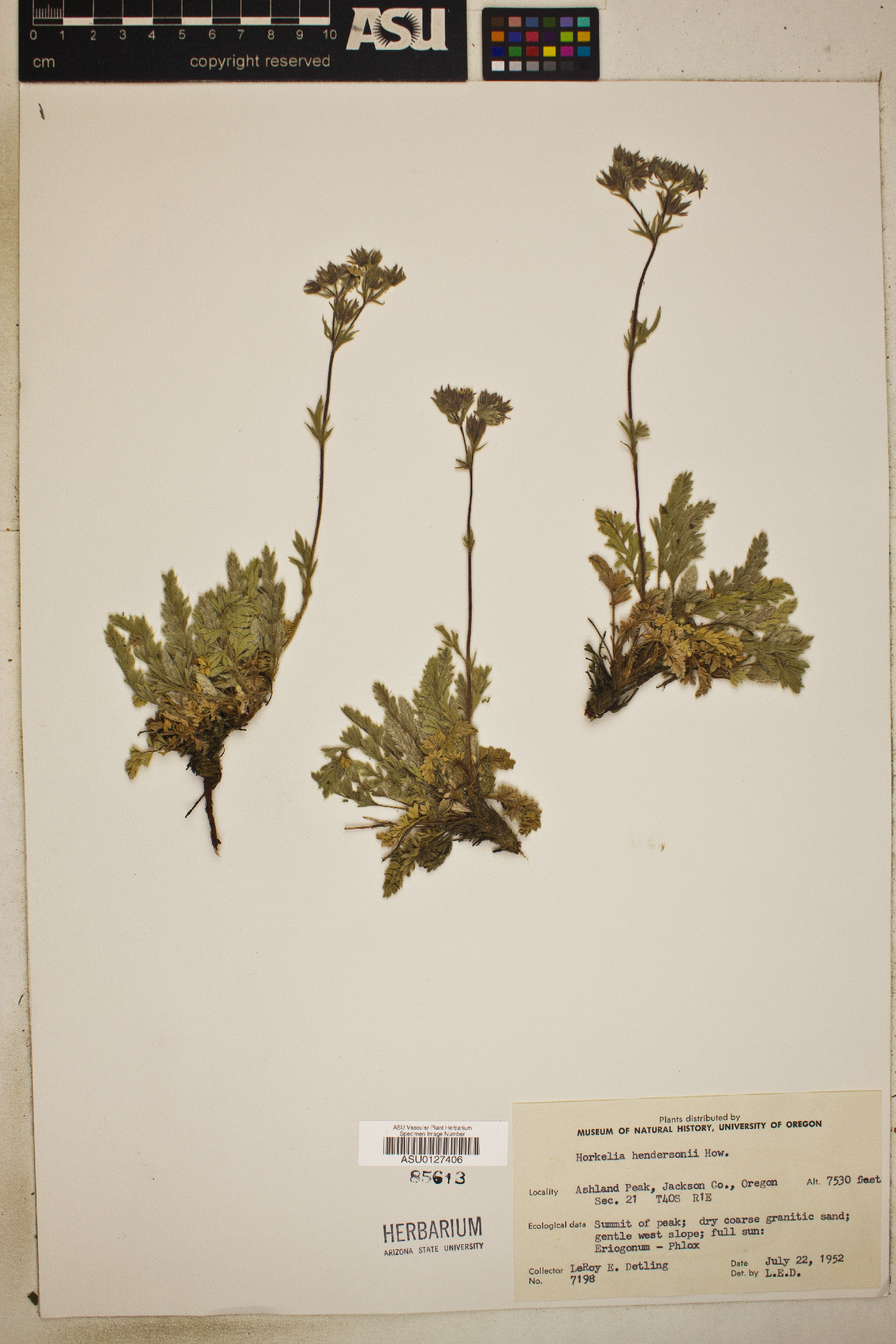 Horkelia hendersonii image