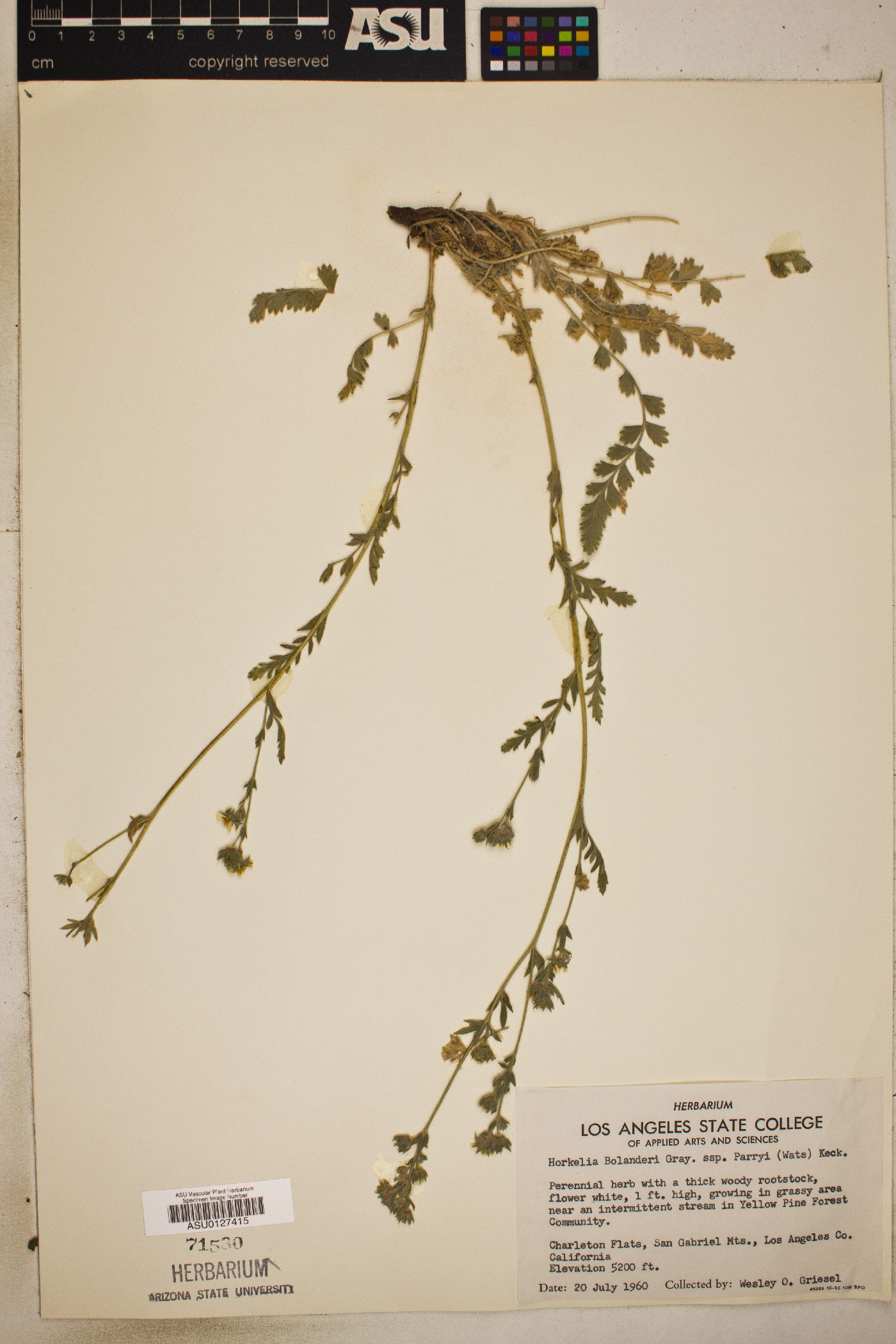 Horkelia bolanderi subsp. parryi image