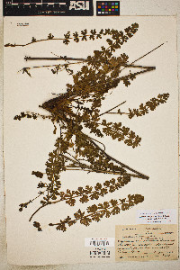 Horkelia californica image