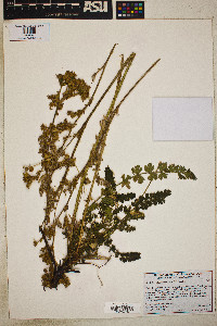 Horkelia californica image