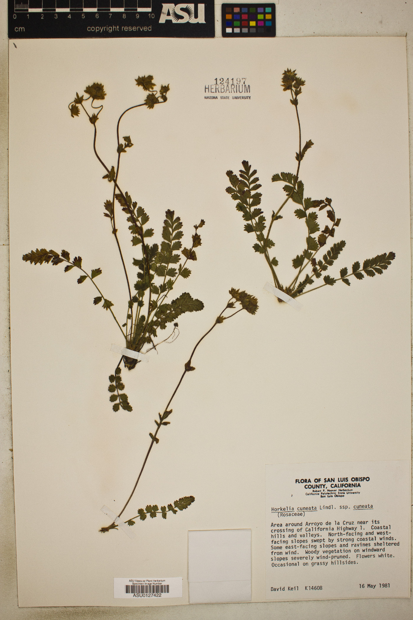 Horkelia cuneata subsp. cuneata image