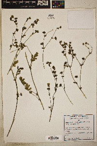 Horkelia cuneata subsp. puberula image