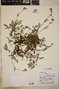 Horkelia fusca image