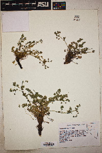 Ivesia baileyi image