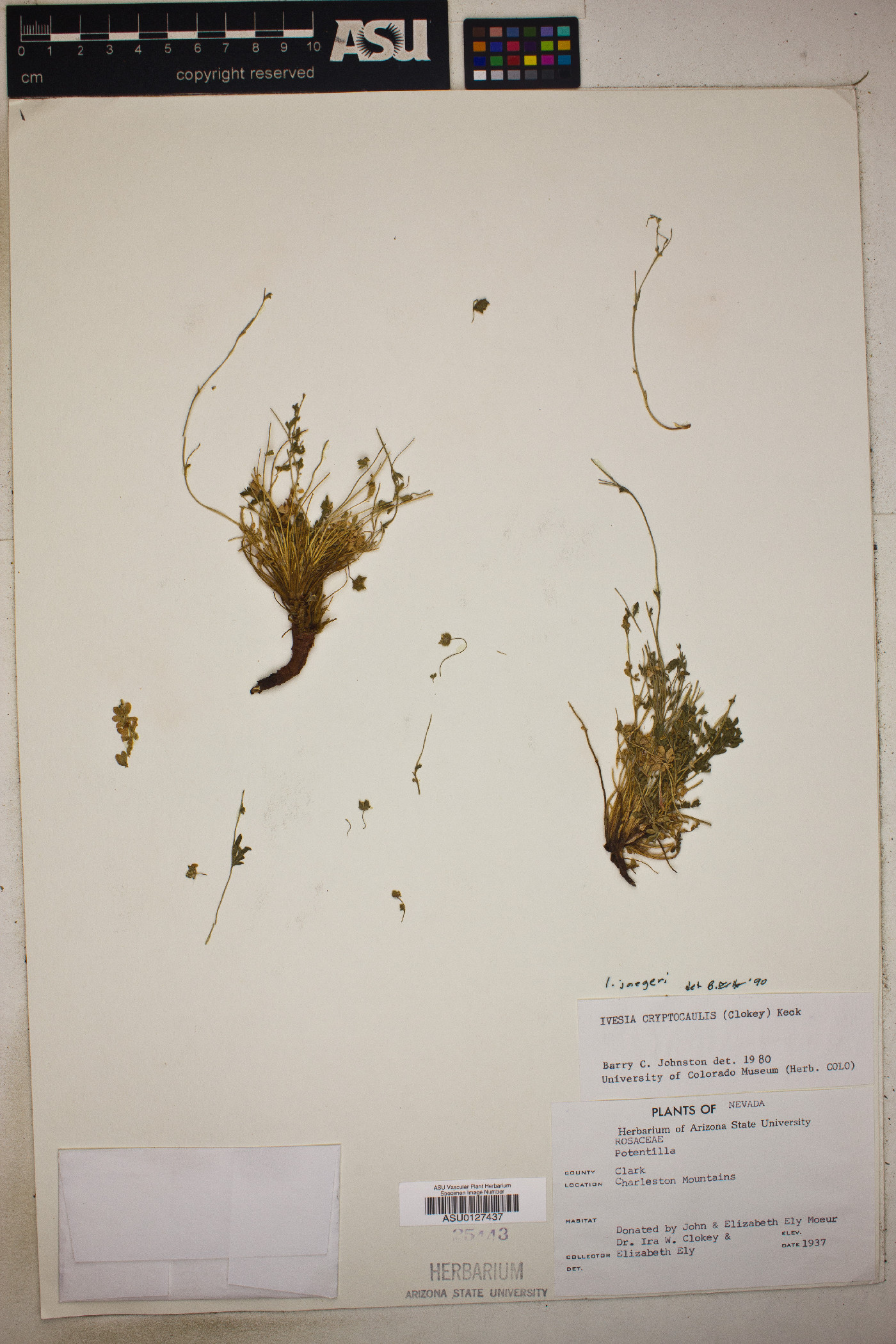 Ivesia cryptocaulis image