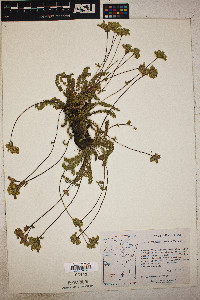 Ivesia gordonii image