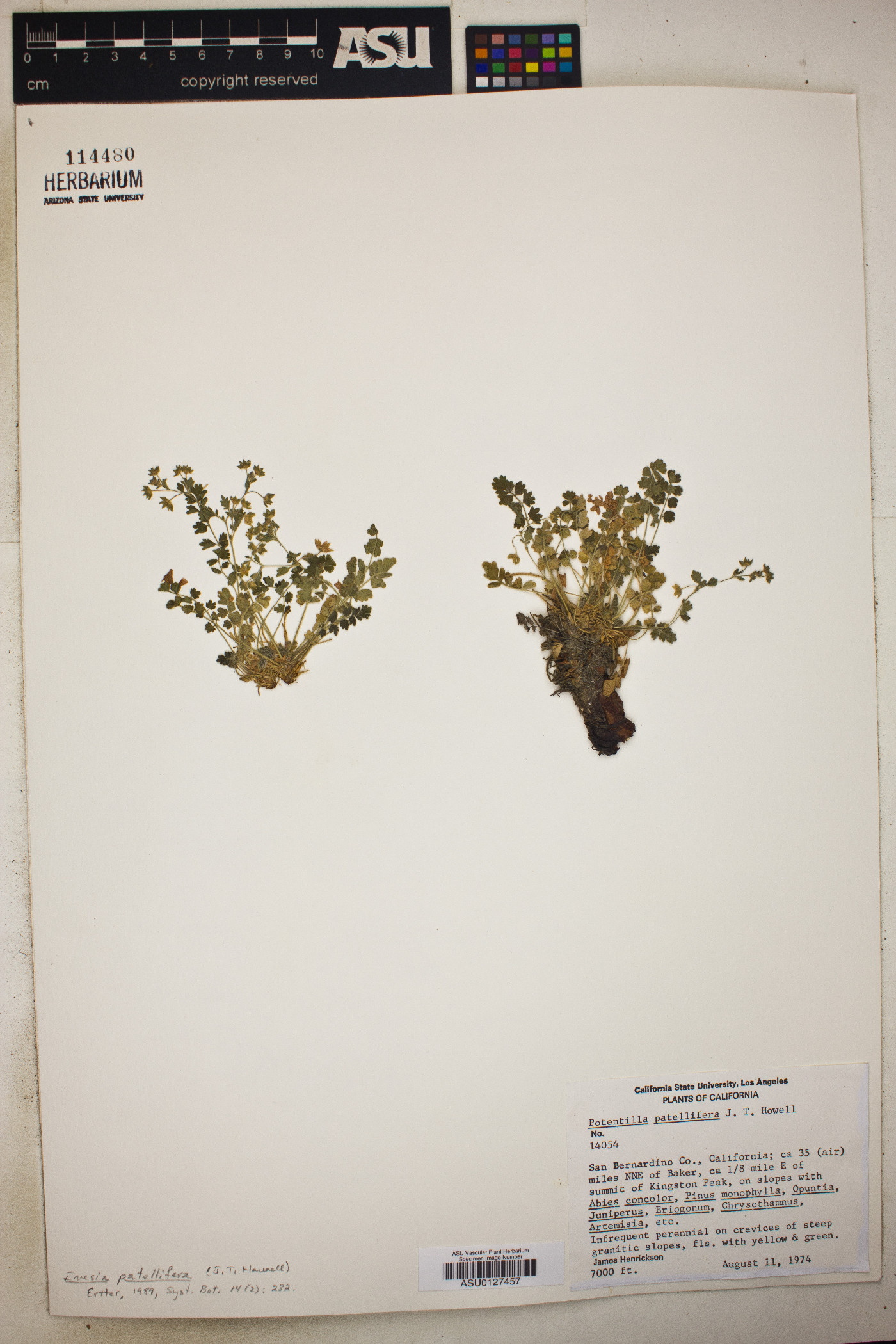 Ivesia patellifera image