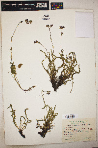 Image of Ivesia purpurascens