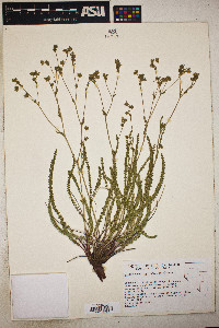 Ivesia sabulosa image