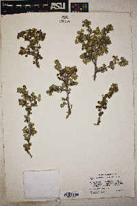 Physocarpus alternans image