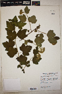 Physocarpus capitatus image