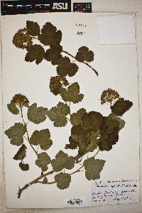 Physocarpus capitatus image