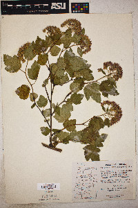 Physocarpus capitatus image
