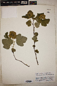 Physocarpus capitatus image