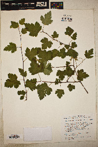 Physocarpus monogynus image