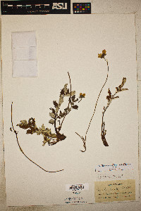 Potentilla pacifica image