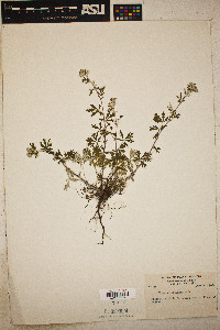 Potentilla argentea image