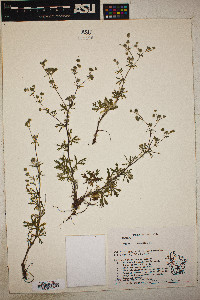 Potentilla argentea image