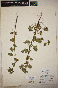 Potentilla biennis image