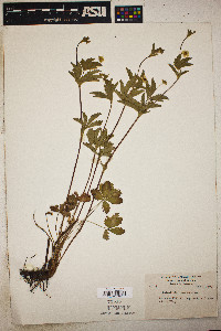 Potentilla canadensis image