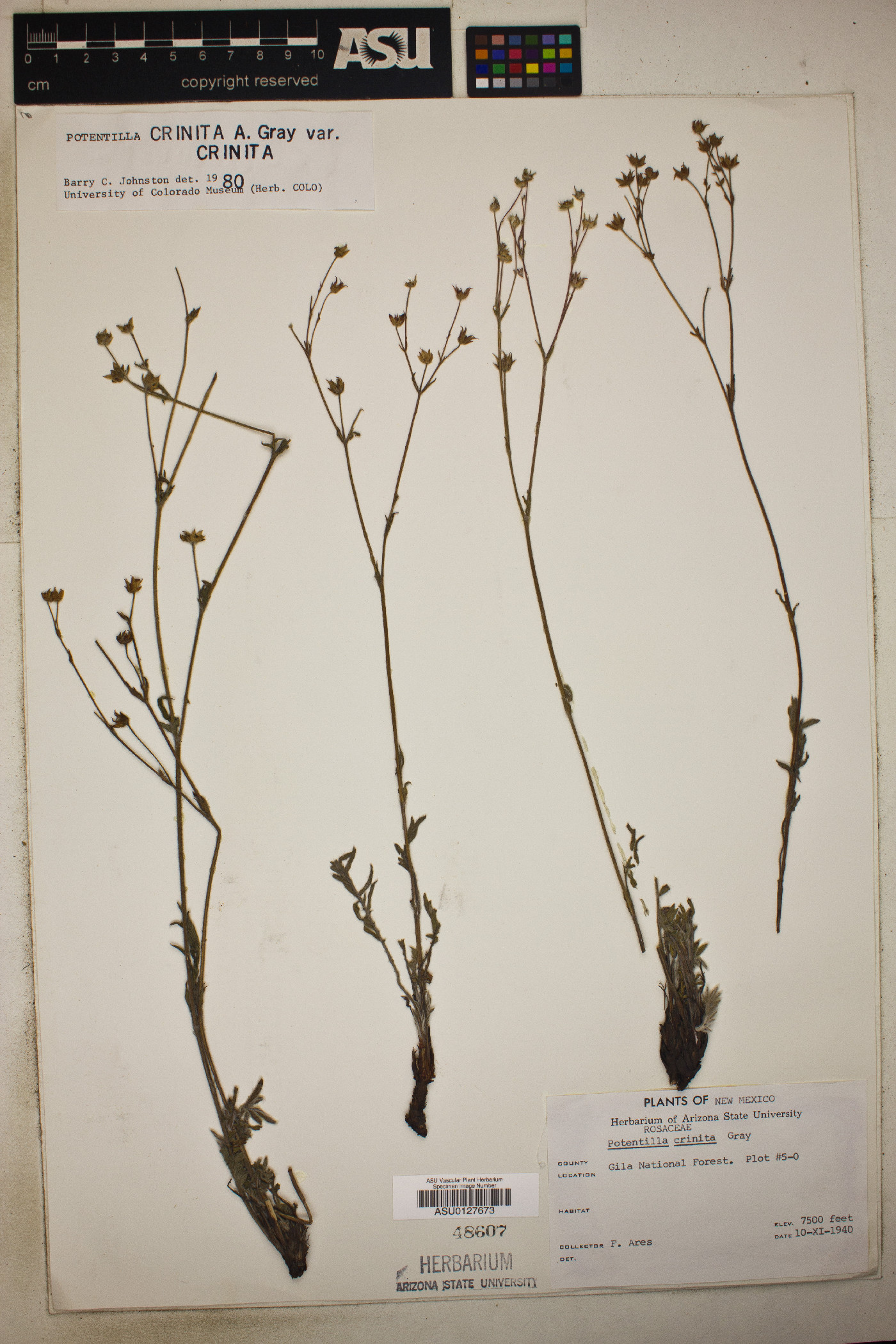 Potentilla crinita var. crinita image