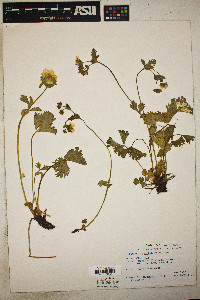 Potentilla flabellifolia image